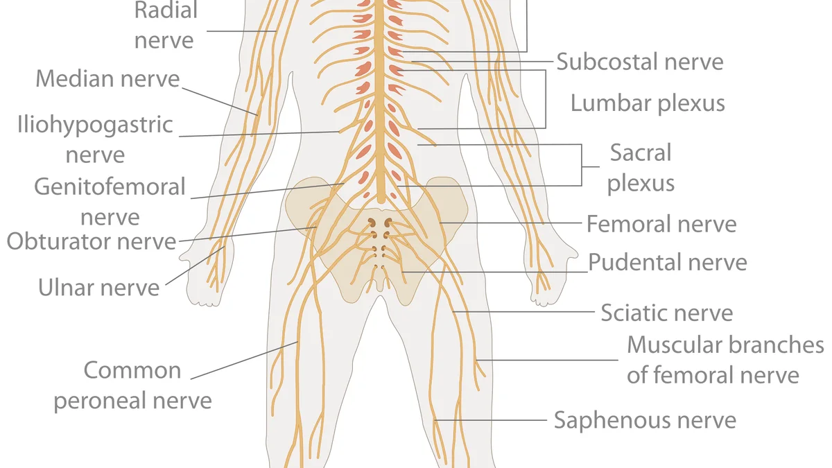 Pain: The Body's Alarm System, and How We've Learned to Answer It