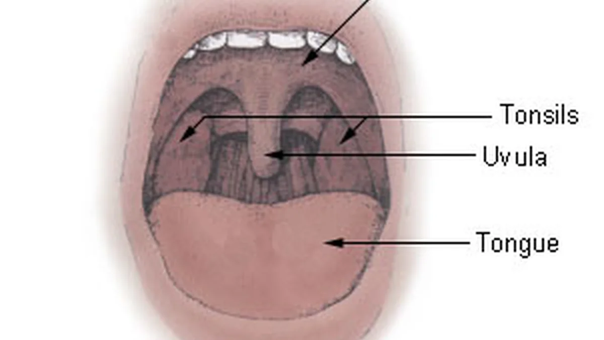 How the Tonsils Work
