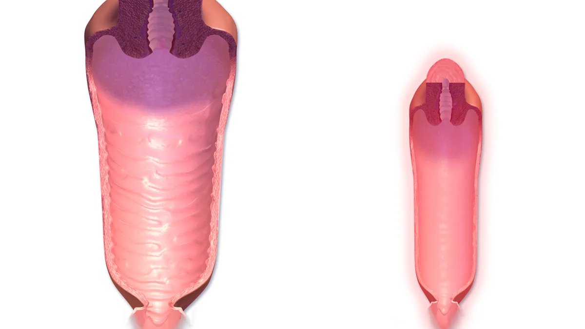 How the Vagina Works